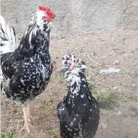 تخم مرغ گلین لری اصل