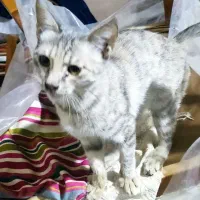 گربه