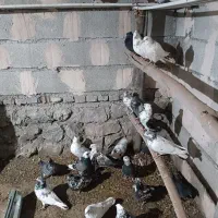 کفتر|پرنده|صومای برادوست, |دیوار