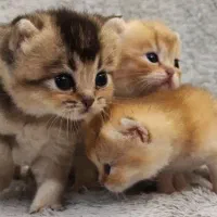 گربه بریتیش باکیفیت