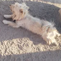 یک جفت سگ|سگ|رفسنجان, |دیوار