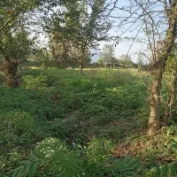 زمین325متر مسکونی استخر دوقلو سه سار|فروش زمین و ملک کلنگی|ماکلوان, |دیوار