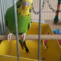 مرغ عشق جفت|پرنده|ری, حمزه‌آباد|دیوار