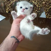 توله های اصیل سیلور