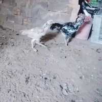مرغ خروس لاری اوشامو