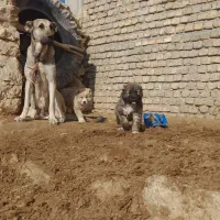 سگ ماده سرابی