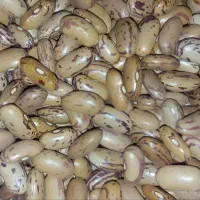 لوبیا چیتی کیلویی 280