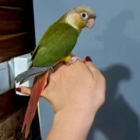جوجه طوطی گرینچک آناناسی تازه دونه خور چلوندنی|پرنده|شیراز, شهدای شهرک سعدی|دیوار