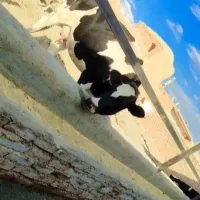 تلیسه شکم اول آبستن