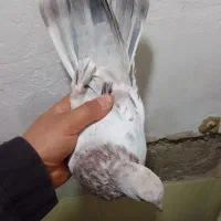 کبوتر پرشی بشرط|پرنده|ری, صالحآباد شرقی|دیوار