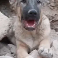 توله ماده افغان