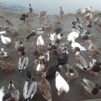 اردک پروازی و محلی|حیوانات مزرعه|رودبنه, |دیوار