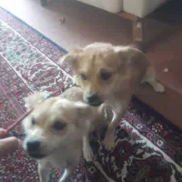 سگ خونگی