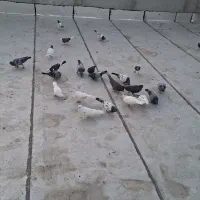 کبوتر پرشی