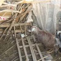 دو تا گوسفند|حیوانات مزرعه|بم, |دیوار