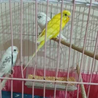 ۳تامرغ عشق ویک عددعروس هلندی نر|پرنده|ایذه, |دیوار