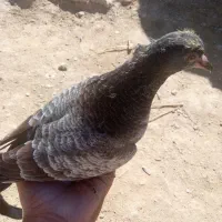 5عدد کبوتر|پرنده|سراوان, |دیوار