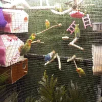 طوطی برزیلی ، معاوضه با جفت گرینچیک