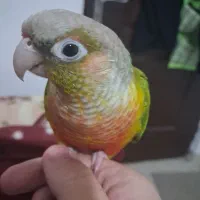 طوطی گرینچیک|پرنده|ابهر, |دیوار