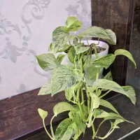 پتوس با گلدان و زیر گلدانی و خاک و گیاه درجه یک|گل و گیاه طبیعی|اهواز, نادری|دیوار