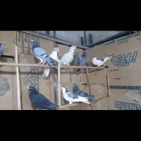 کبوتر پرشی|پرنده|درگز, |دیوار