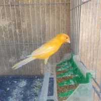 قناری سفید طلایی مست|پرنده|شیراز, کوشک میدان|دیوار