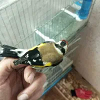 قفس سهره پاییزه