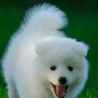 سگ سفیدپاکوتا