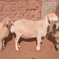 میش مغانی بره چاق فروشی