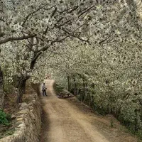 باغچه-فروشی-سنگان