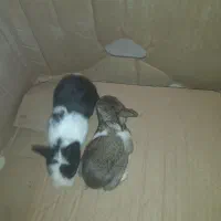 بچه خرگوش