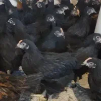 مرغ خروس سیاه جهت ذبح ،مرغ سفید مشکی قضابلا|حیوانات مزرعه|اصفهان, شاهد|دیوار