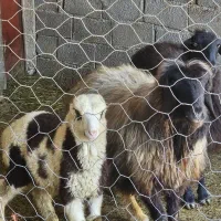 گوسفند داشتی نژاد دارمیش بز چپش قوچ