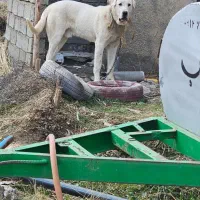 سگ پژدر گم شوده