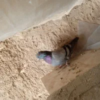 کبوتر مفلق اصفهانی