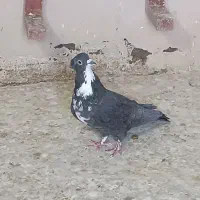 کفتر شهری و کرمانی|پرنده|شیراز, آزادگان|دیوار