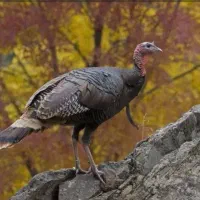 12عدد بوقلمون