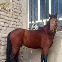 اسب نریون خوش رخ|اسب و تجهیزات اسبسواری|لاجان, |دیوار