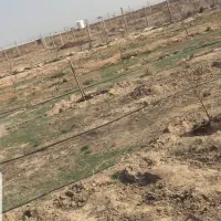 زمین-250-متری-سمت-تالاب-صالحیه