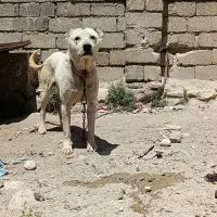 داگو