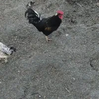 خروس|حیوانات مزرعه|آق قلا, |دیوار