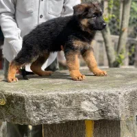 فروش فوری ژرمن شپرد شجردار اصل