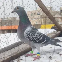 کبوتر مسافتی