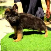 ژرمن نر فوق کیفیت مو بلند شیب بدن فوق حرفه‌ای