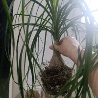 گل طبیعی|گل و گیاه طبیعی|رشت, کوی مهر|دیوار