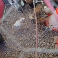 جوجه مرغ و دستگاه جوجه کشی زیر قیمت و قفس