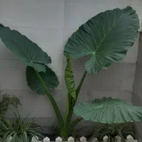 باباادم بزرگ
