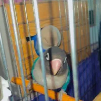 عروس هلندی طوطی برزیلی|پرنده|چهارباغ, |دیوار