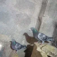 فروش پلاکی درجه یک جفتی وتکی، همه مسافتی درجه یک