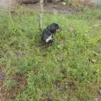 سگ شکاری پوینتر ماده شکاربلد|سگ|املش, |دیوار